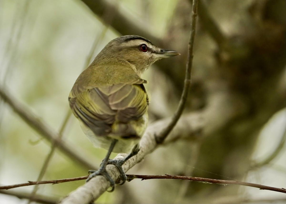 Red-eyed Vireo - Karen Carpenter