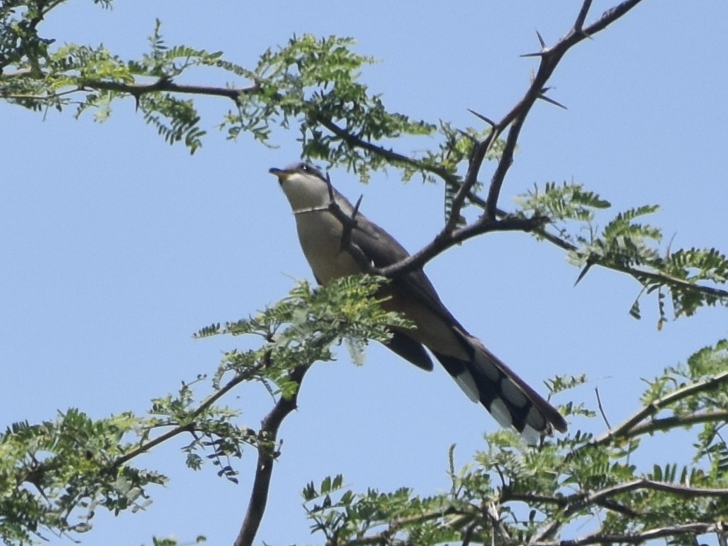 Yellow-billed Cuckoo - Jonathan Sellman