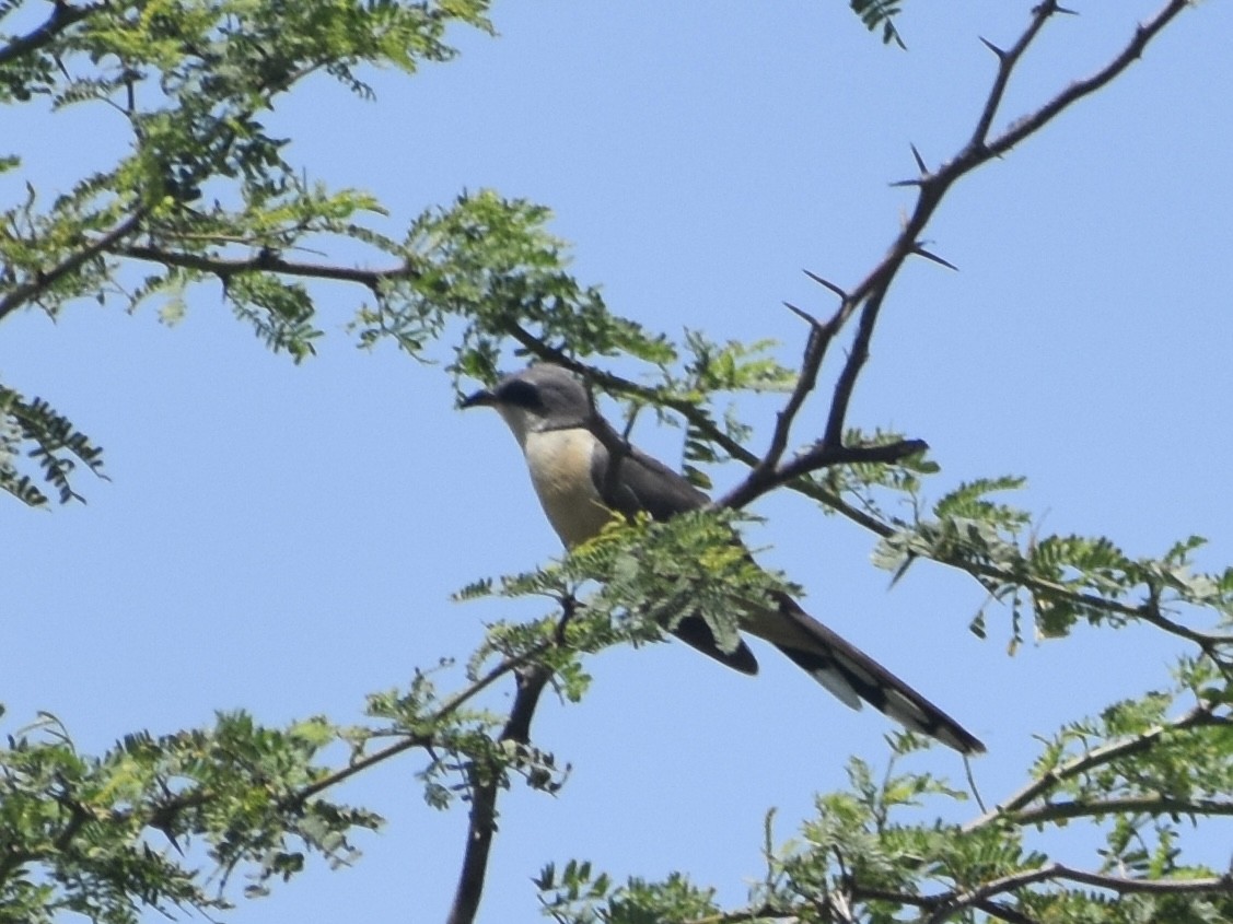 Yellow-billed Cuckoo - Jonathan Sellman