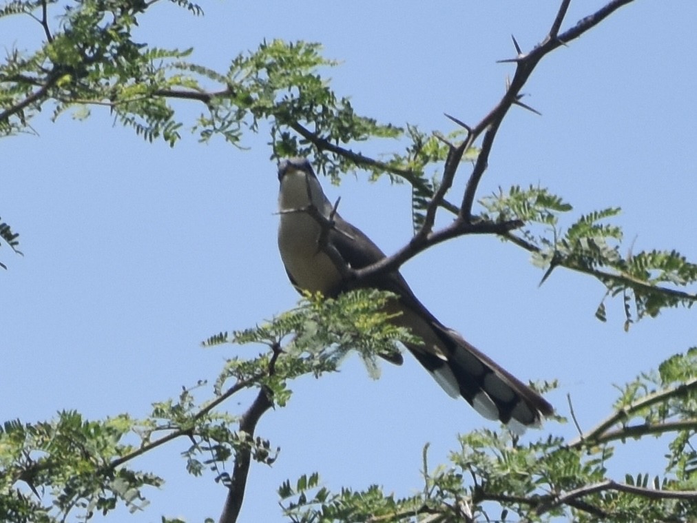 Yellow-billed Cuckoo - Jonathan Sellman