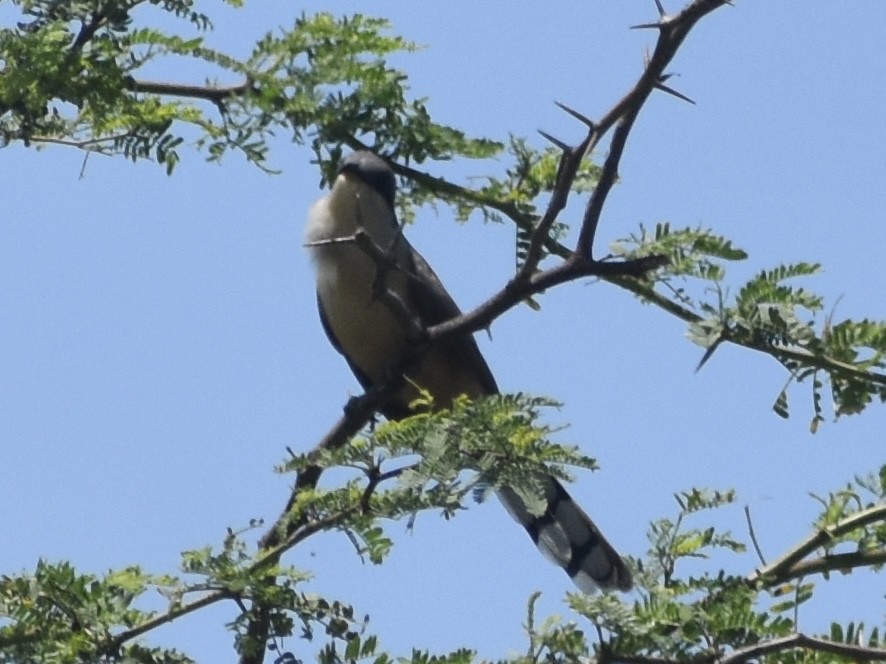 Yellow-billed Cuckoo - Jonathan Sellman