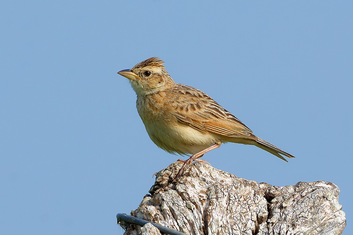 Singing Bushlark - Sharad Agrawal