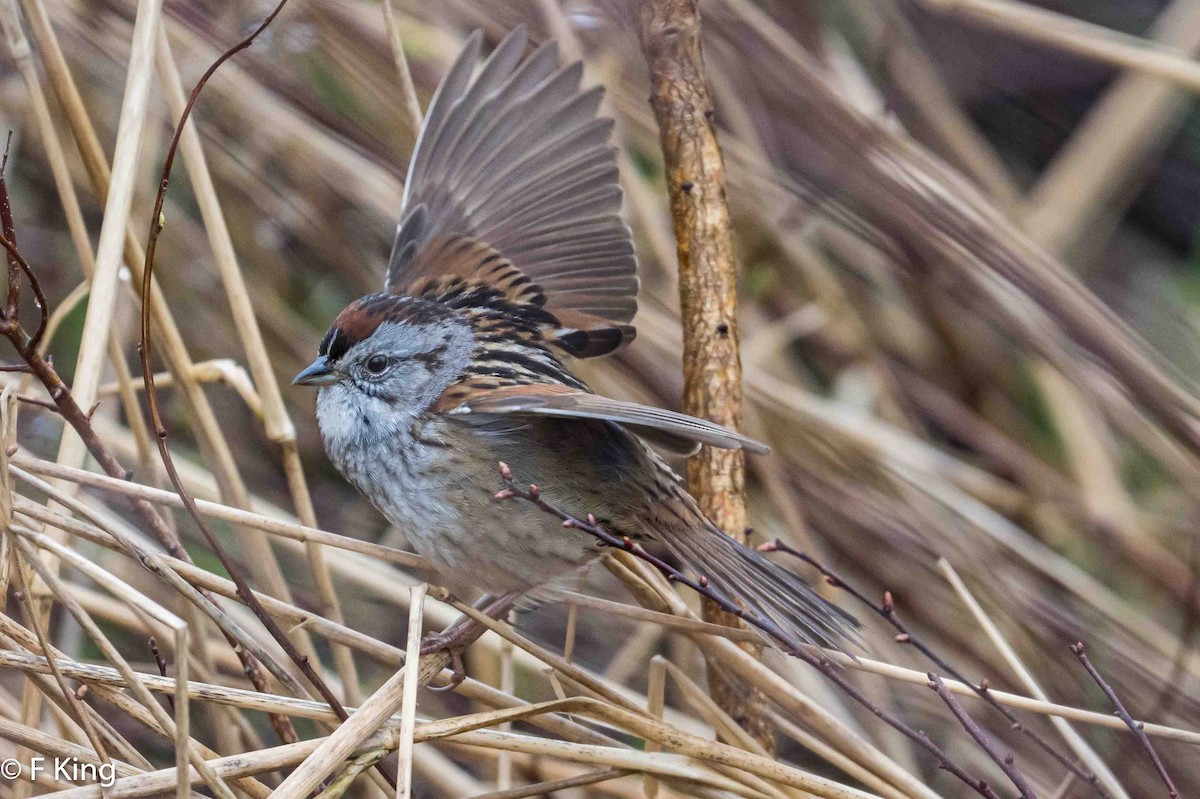 Swamp Sparrow - Frank King