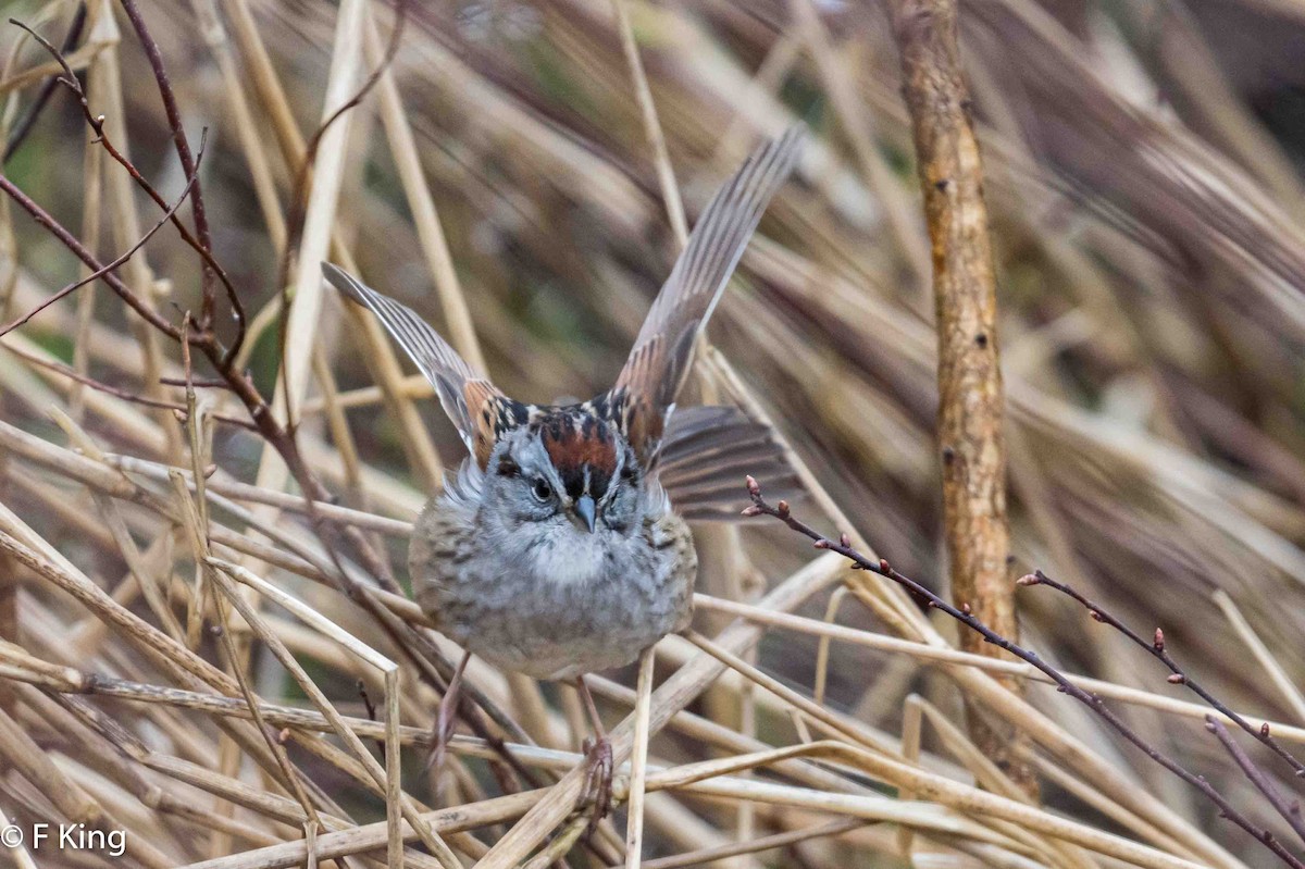 Swamp Sparrow - Frank King