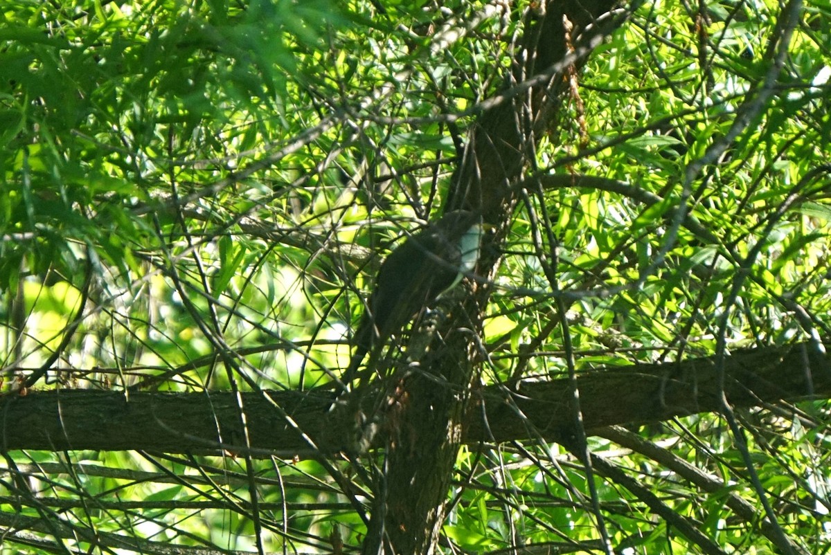 Yellow-billed Cuckoo - ML618812174