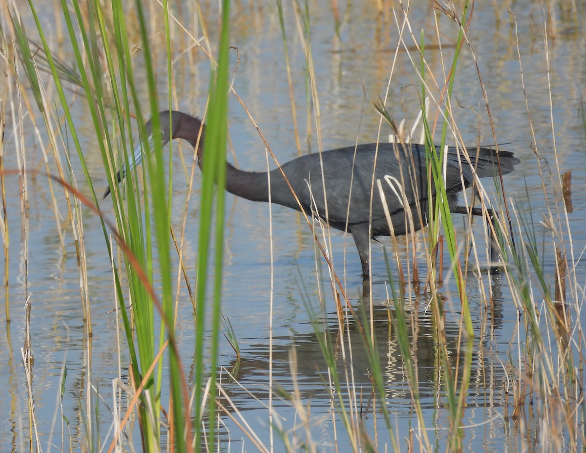 Little Blue Heron - ML618812195