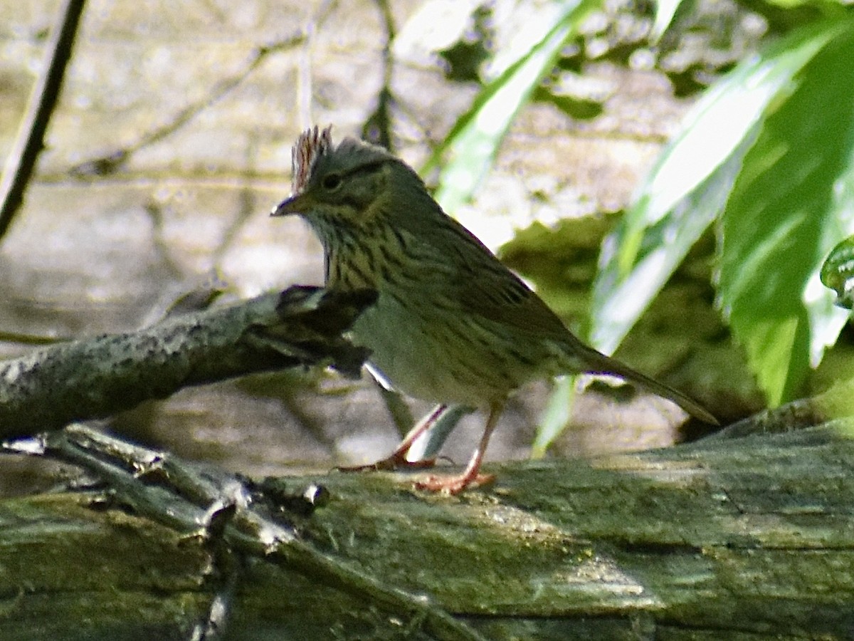 Lincoln's Sparrow - Dawn Pietrykowski