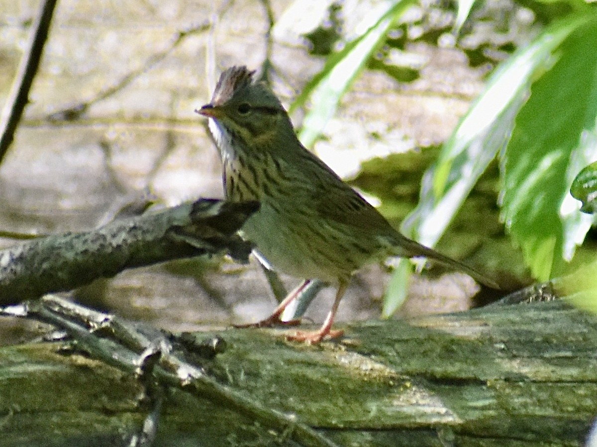 Lincoln's Sparrow - Dawn Pietrykowski