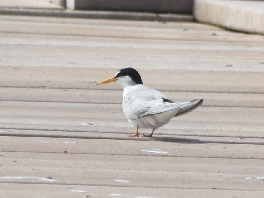 Least Tern - Jonathan Sellman