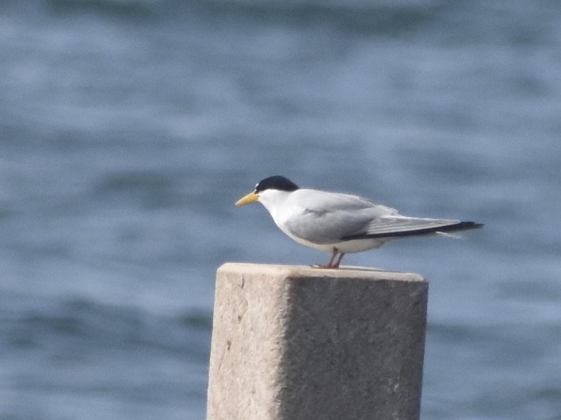 Least Tern - Jonathan Sellman