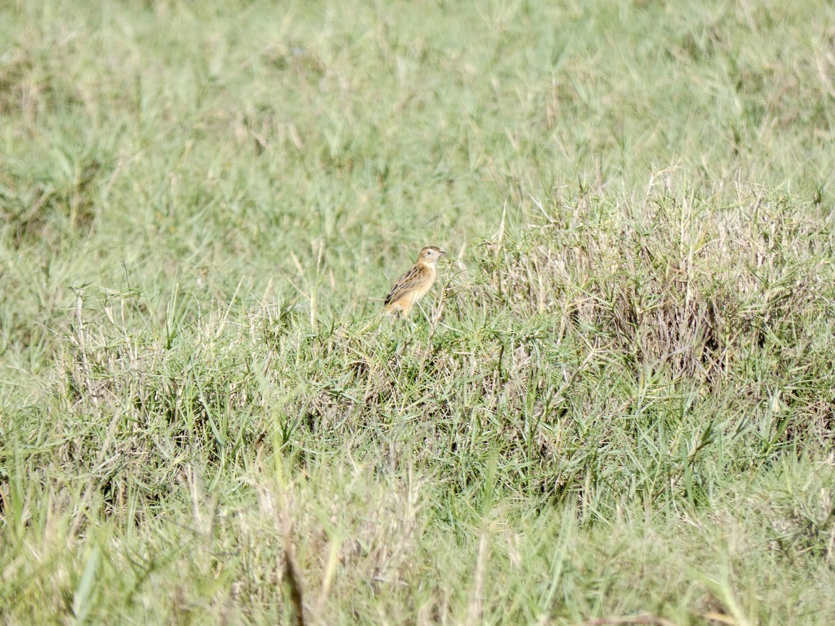 Zitting Cisticola - Miguel Albornoz