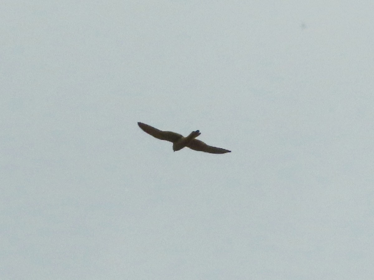 Eurasian Kestrel - Kseniia Marianna Prondzynska