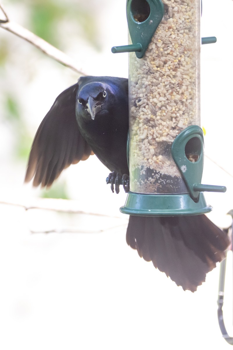 Common Grackle - Cheryl TenBrink