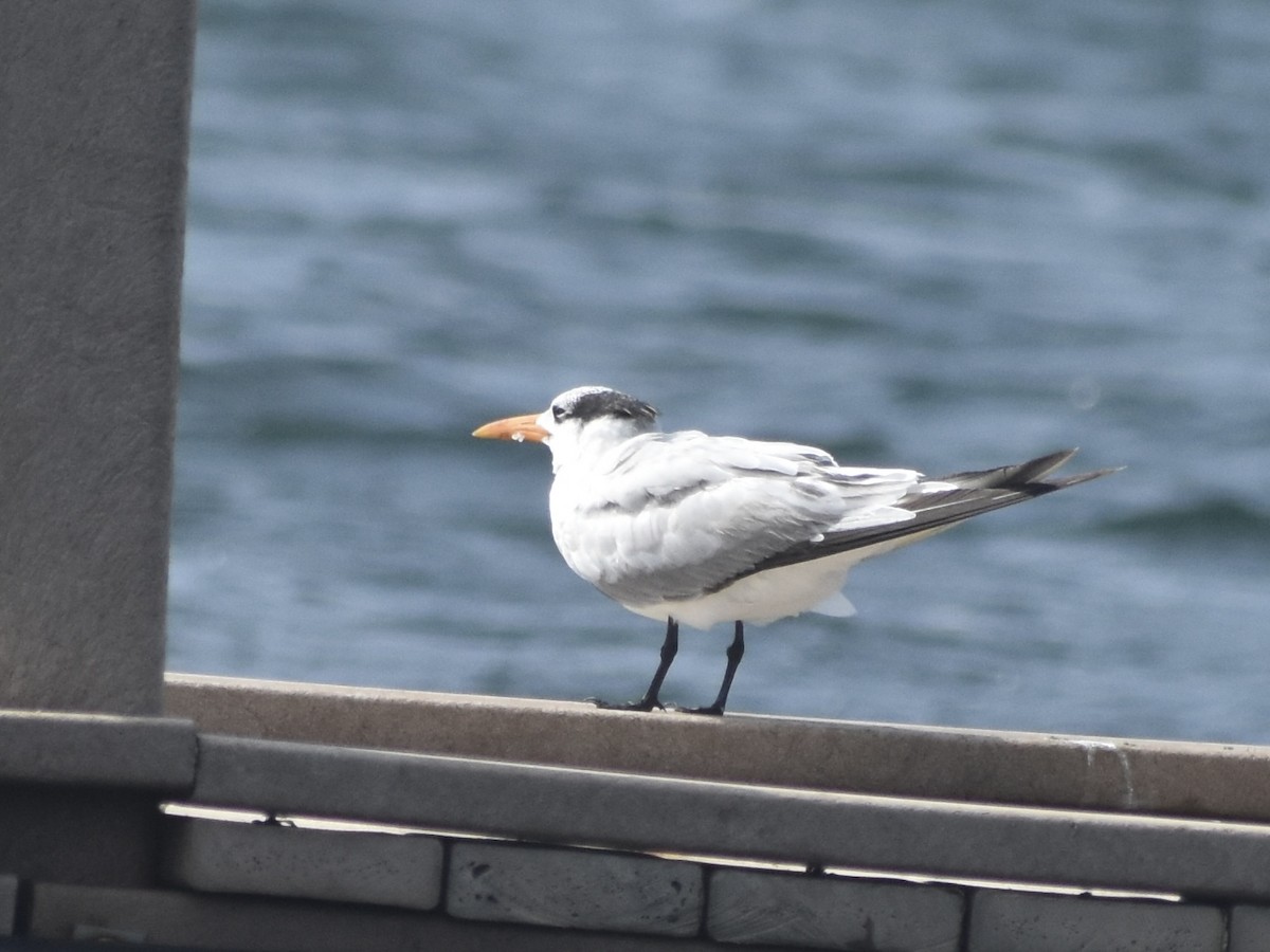 Royal Tern - Jonathan Sellman