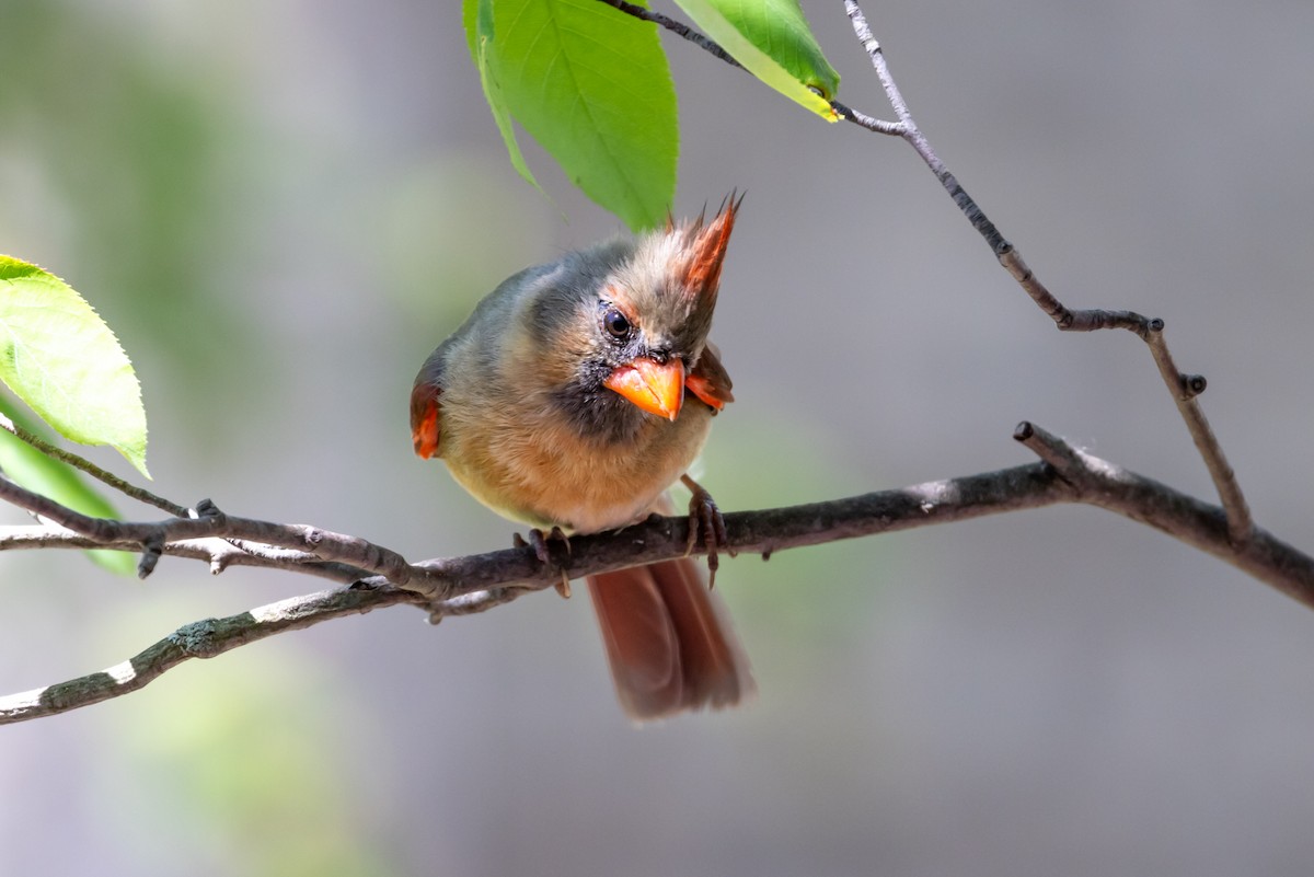 Northern Cardinal - Cheryl TenBrink