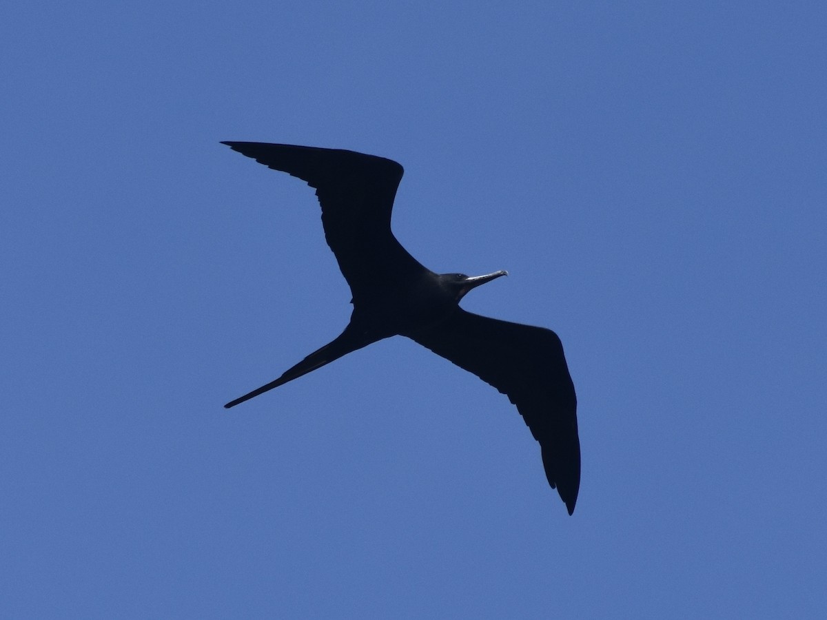 Magnificent Frigatebird - Jonathan Sellman