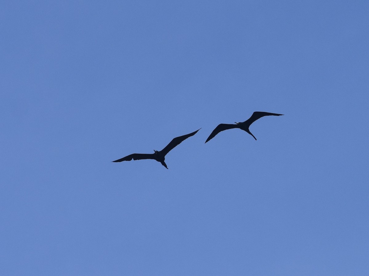 Magnificent Frigatebird - Jonathan Sellman