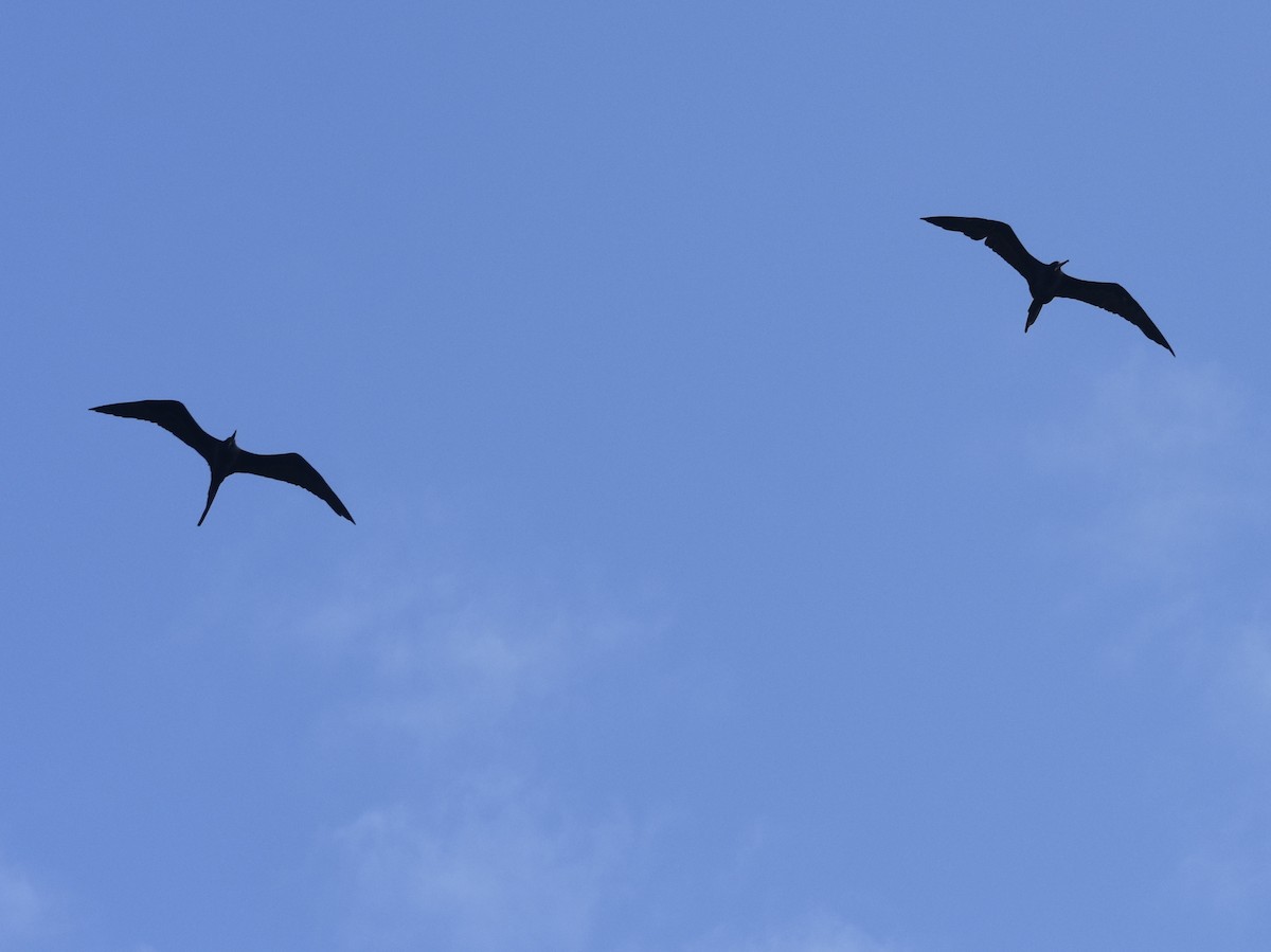 Magnificent Frigatebird - Jonathan Sellman