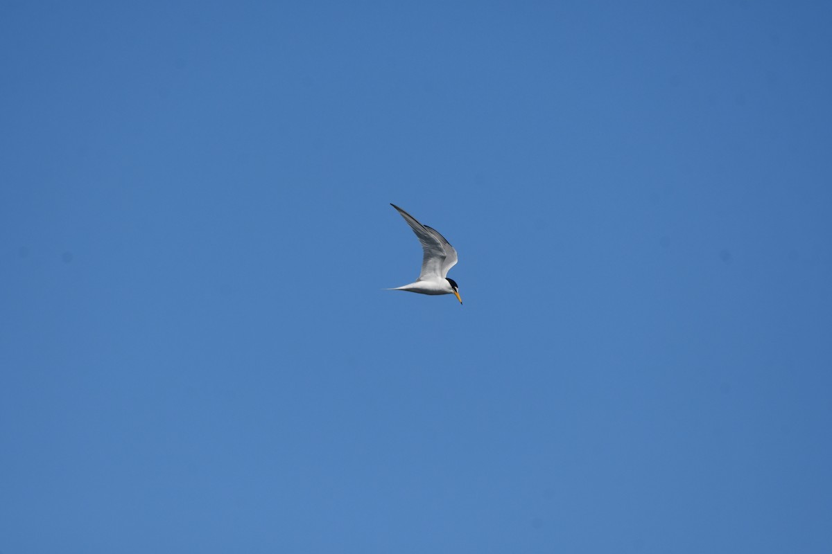 Little Tern - Alejandro Gómez Vilches