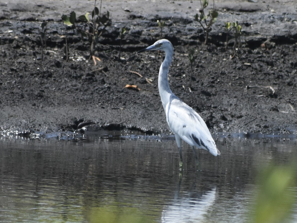 Little Blue Heron - Jonathan Sellman