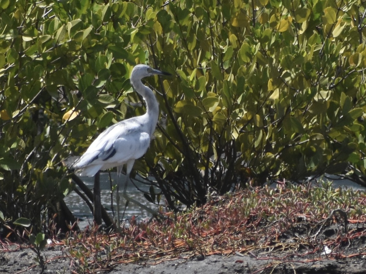 Little Blue Heron - Jonathan Sellman