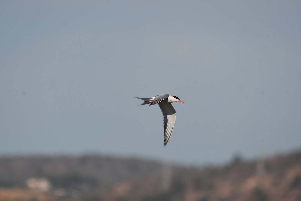 Common Tern - Alejandro Gómez Vilches