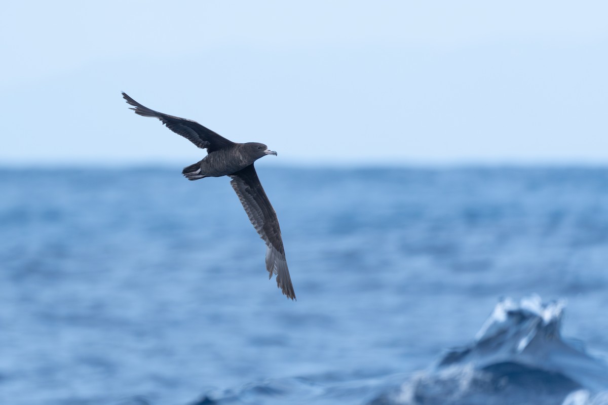 Flesh-footed Shearwater - Li-Kai Yen