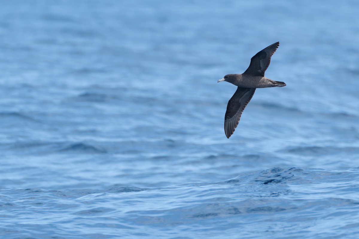 Flesh-footed Shearwater - Li-Kai Yen