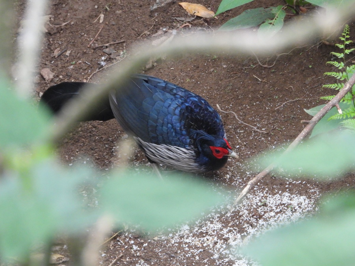 Kalij Pheasant - Chaiti Banerjee