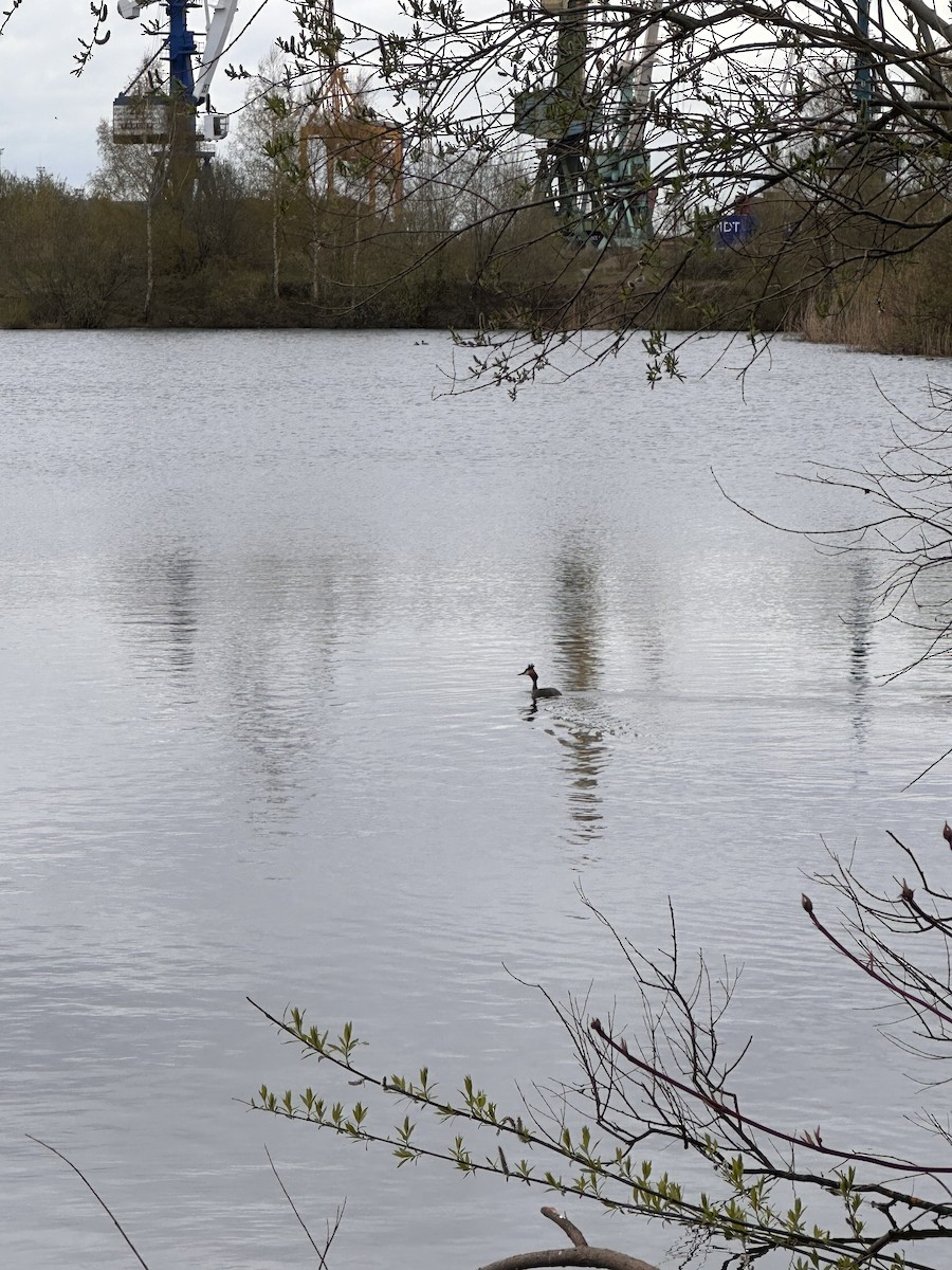 Great Crested Grebe - Olya Plotnikova