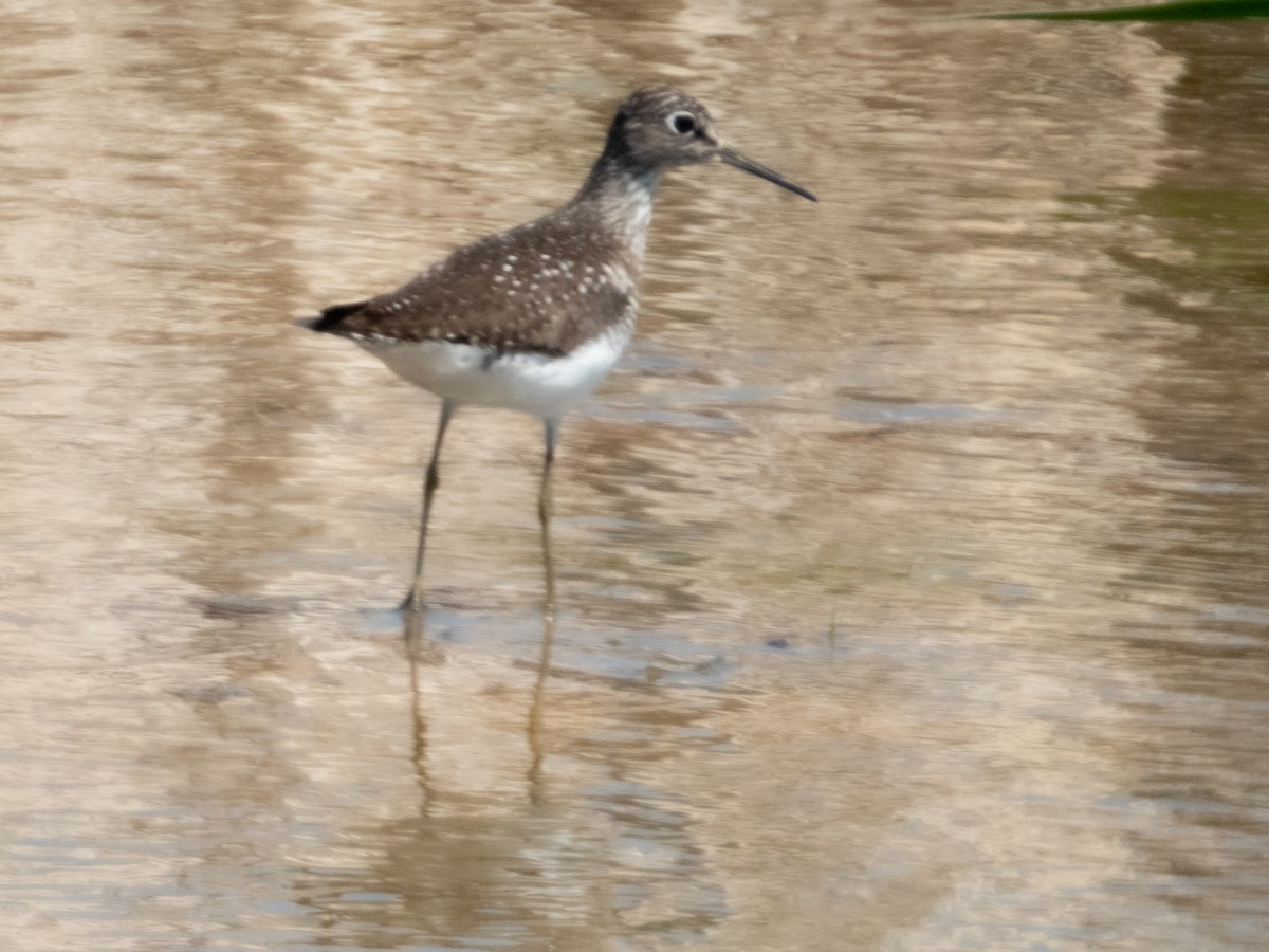 Solitary Sandpiper - ML618812325