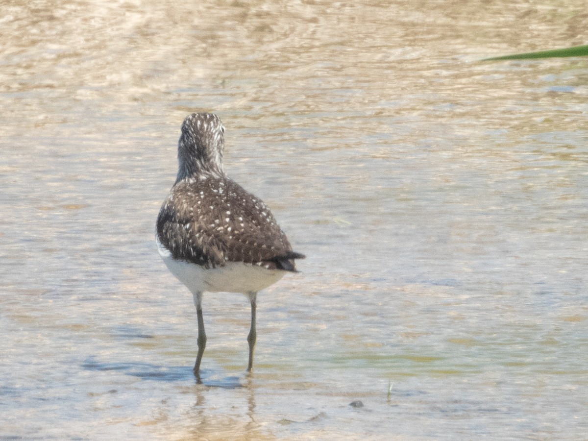 Solitary Sandpiper - ML618812326