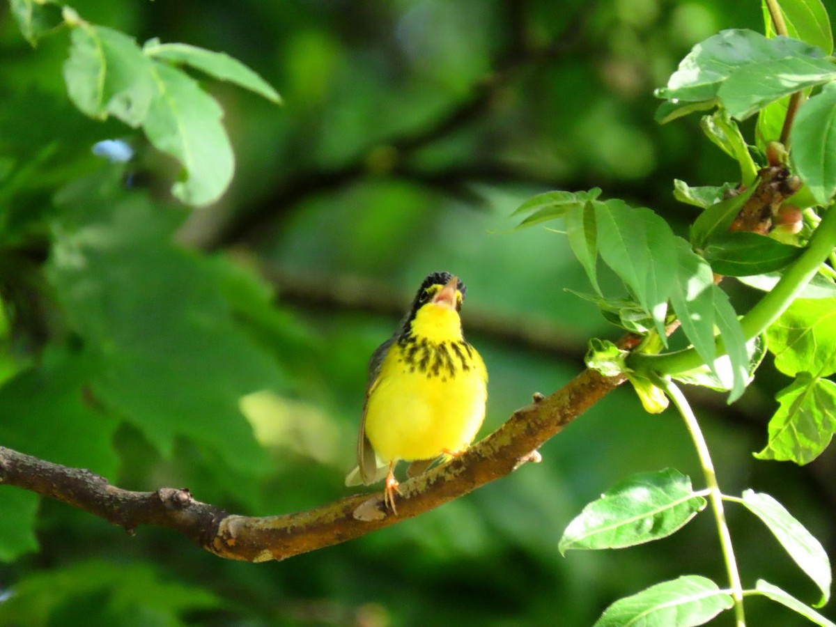 Canada Warbler - David Cooney Jr