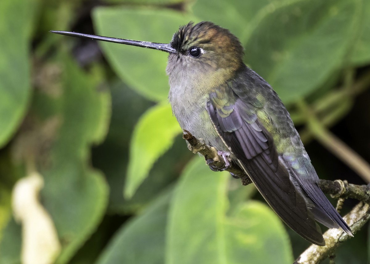 Green-fronted Lancebill - Luc Tremblay