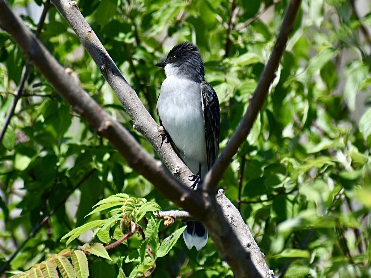 Eastern Kingbird - Dawn Pietrykowski