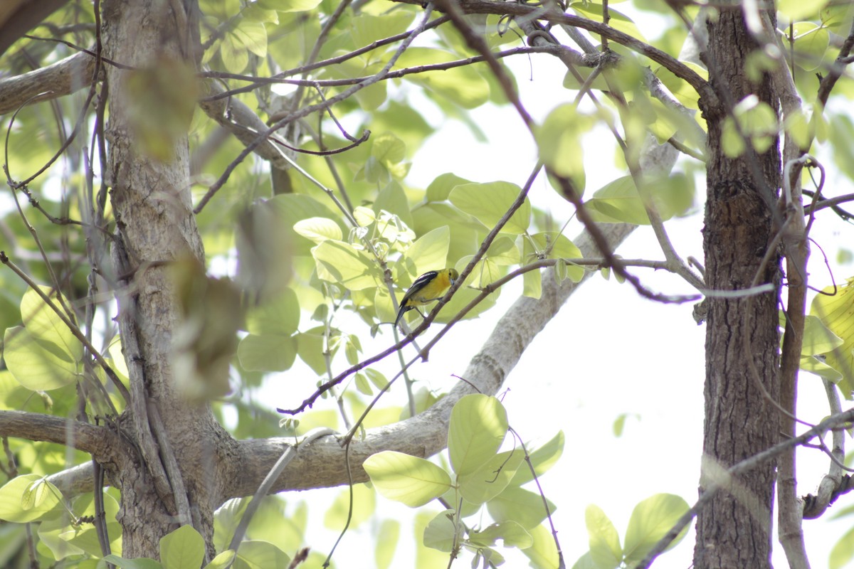 Common Iora - Supalak Siri