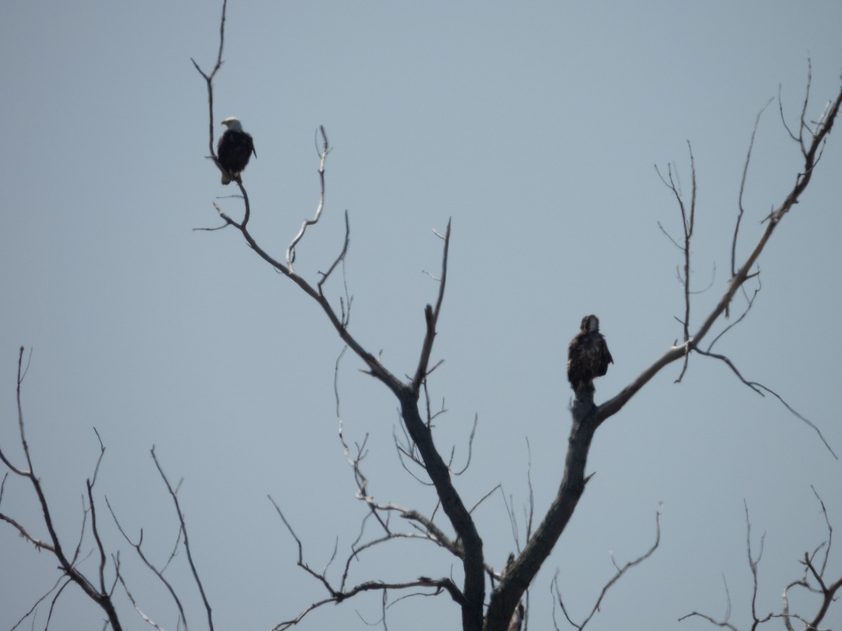 Bald Eagle - Ann Larson