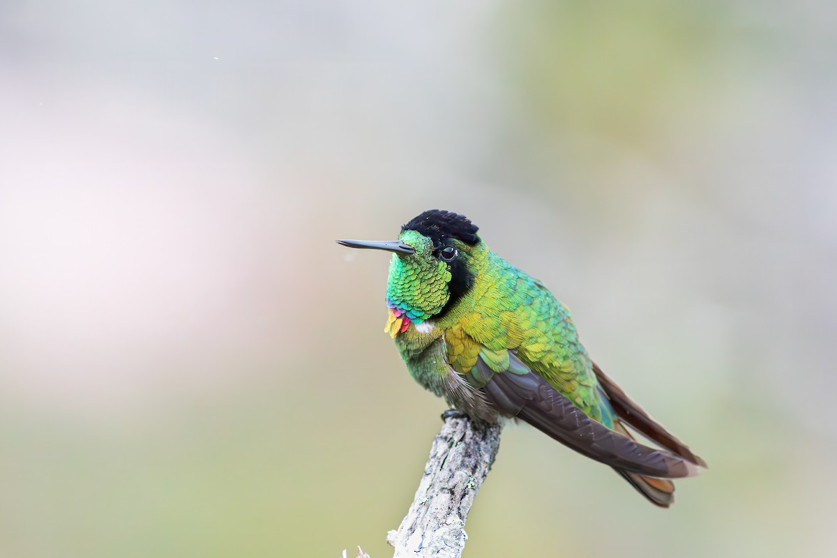 kolibřík krajkový - ML618812360