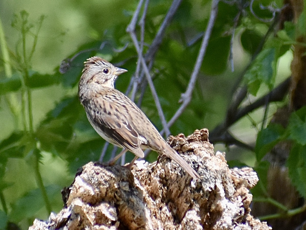 Lincoln's Sparrow - Dawn Pietrykowski