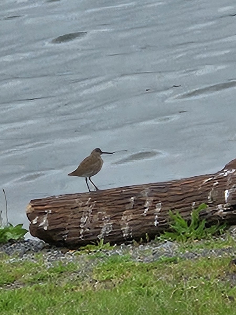 Willet (Eastern) - ML618812365