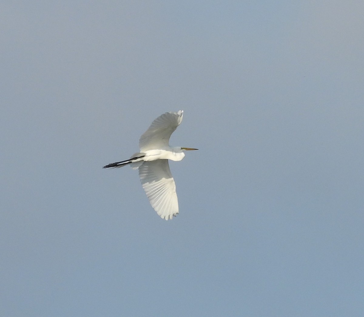 Great Egret - John  Paalvast