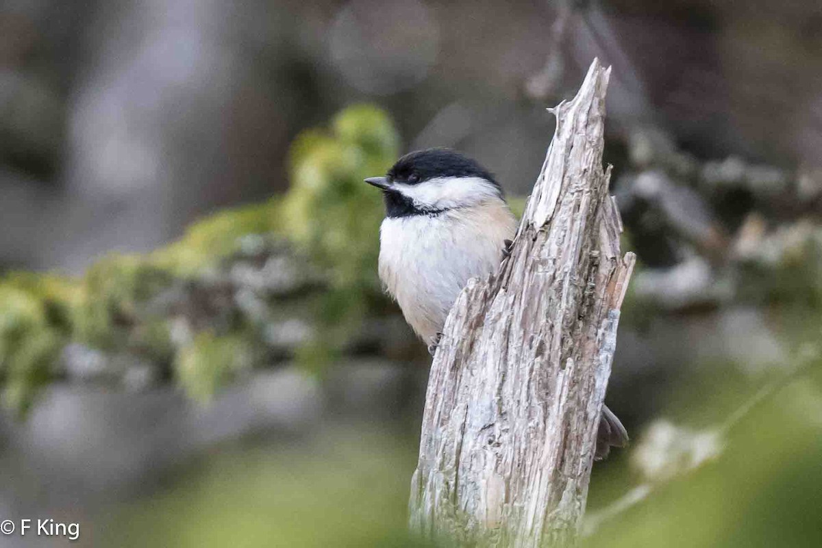 Black-capped Chickadee - Frank King