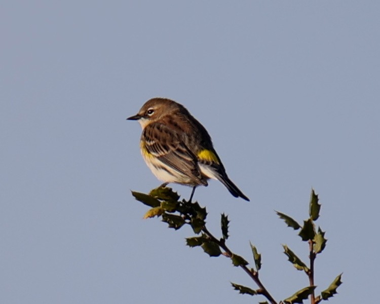 Yellow-rumped Warbler - Linda Dalton