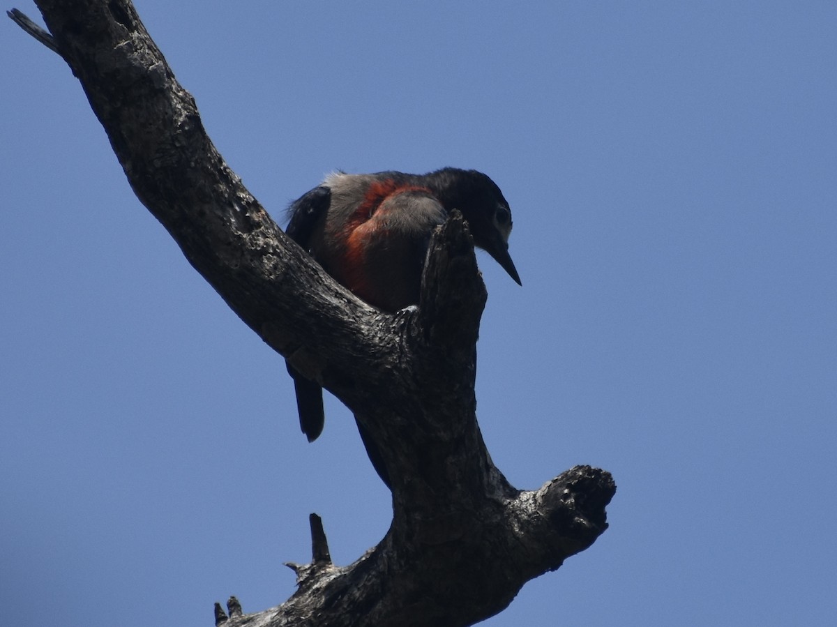 Puerto Rican Woodpecker - Jonathan Sellman