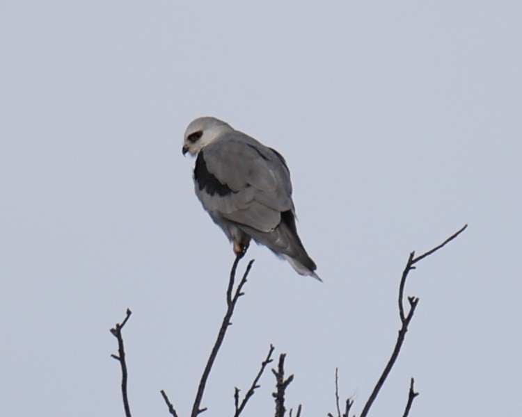 White-tailed Kite - Linda Dalton