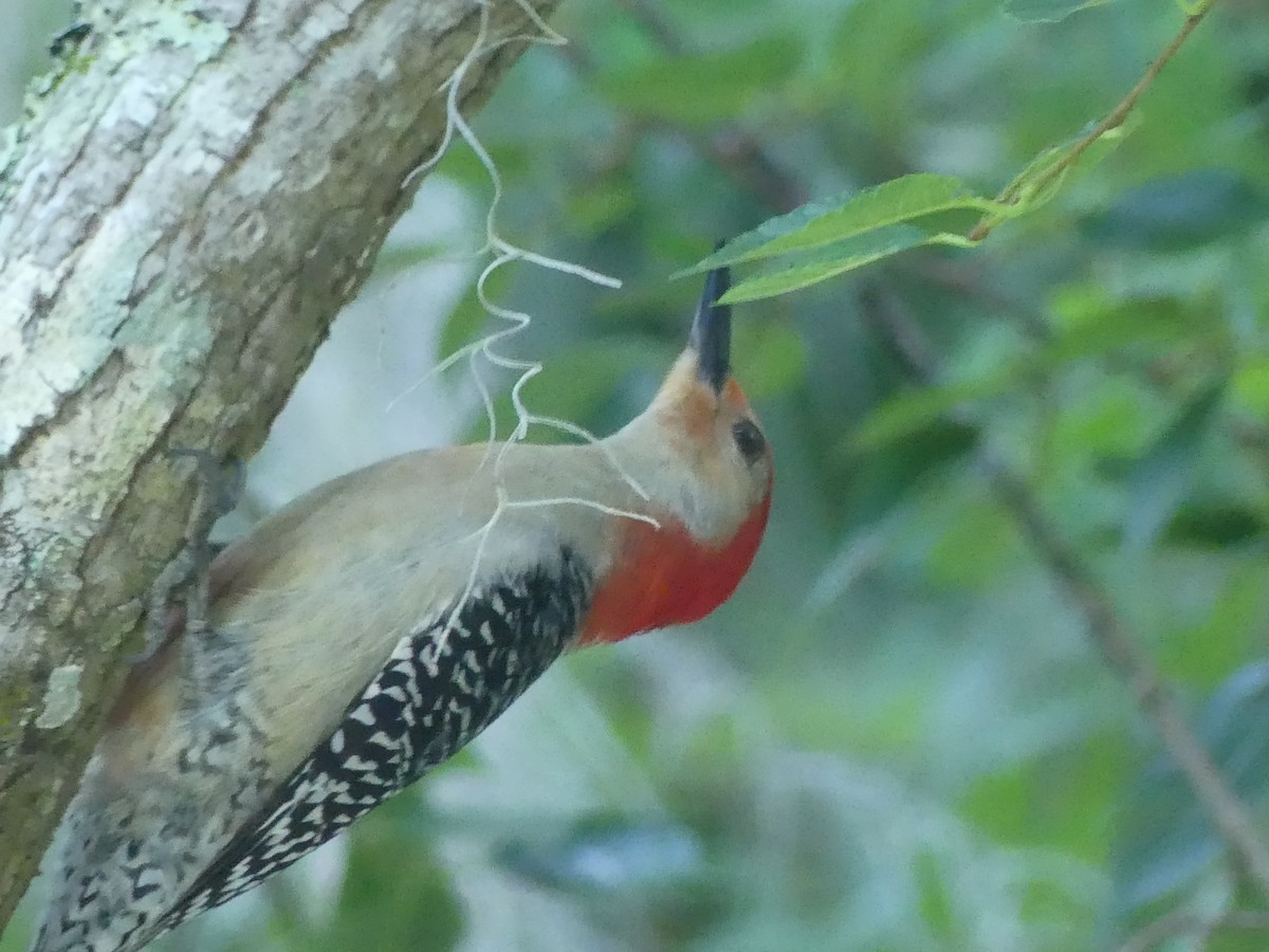 Red-bellied Woodpecker - Roger Searcy
