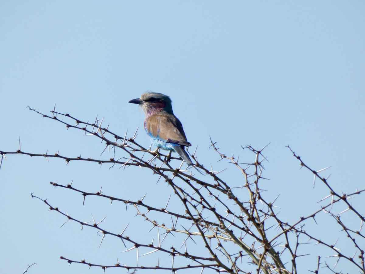 Lilac-breasted Roller - ML618812397