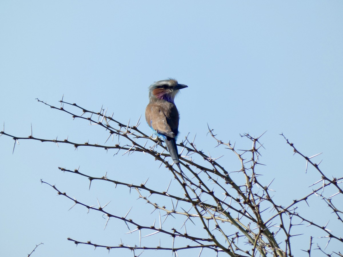 Lilac-breasted Roller - Miguel Albornoz