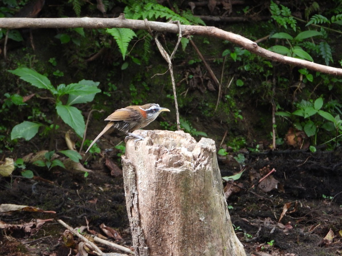 Streak-breasted Scimitar-Babbler - ML618812402