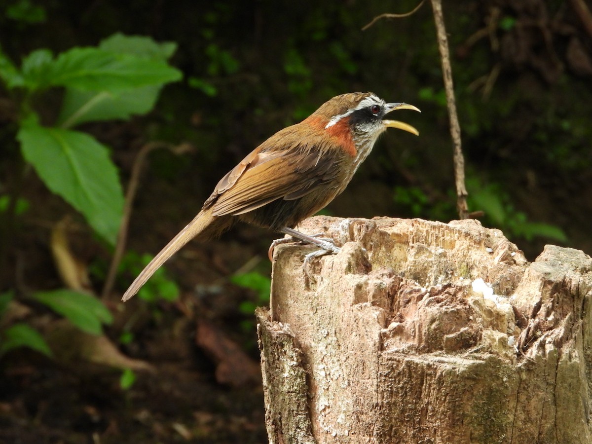 Streak-breasted Scimitar-Babbler - ML618812405